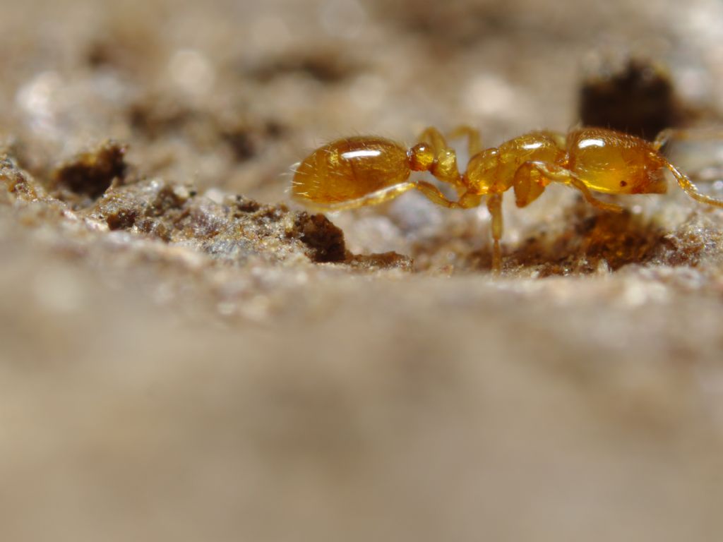 Piccola formichina, potrebbe essere Solenopsis?